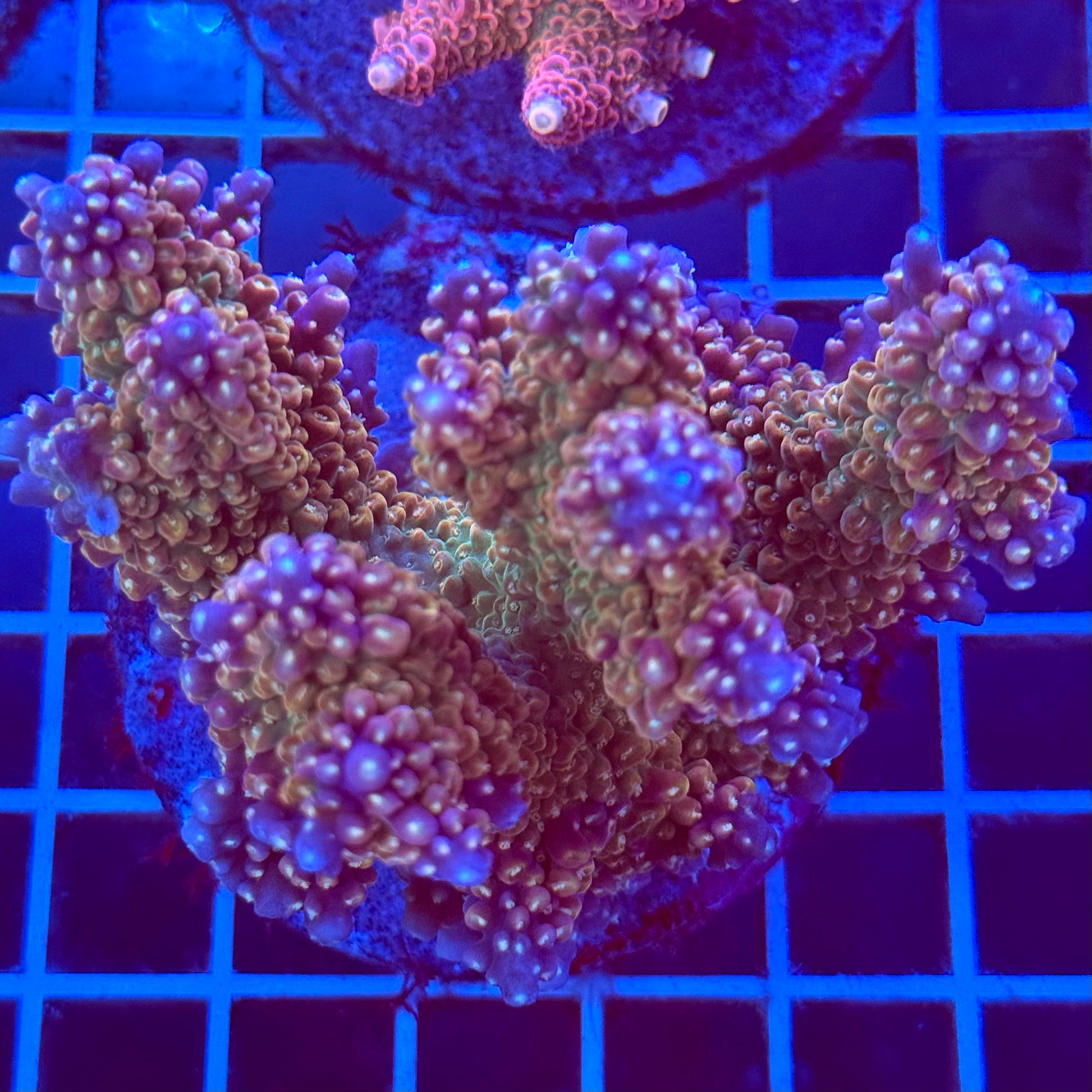 Acropora Colony T2B12