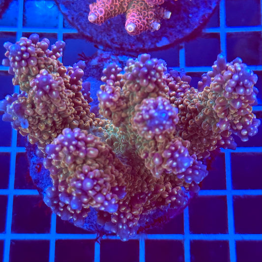 Acropora Colony T2B12