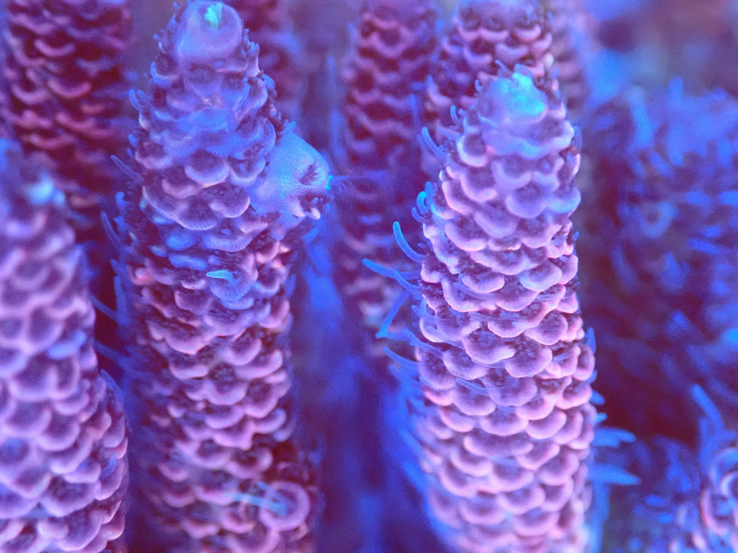 (WYSIWYG) Acro Colony T2B12 macro