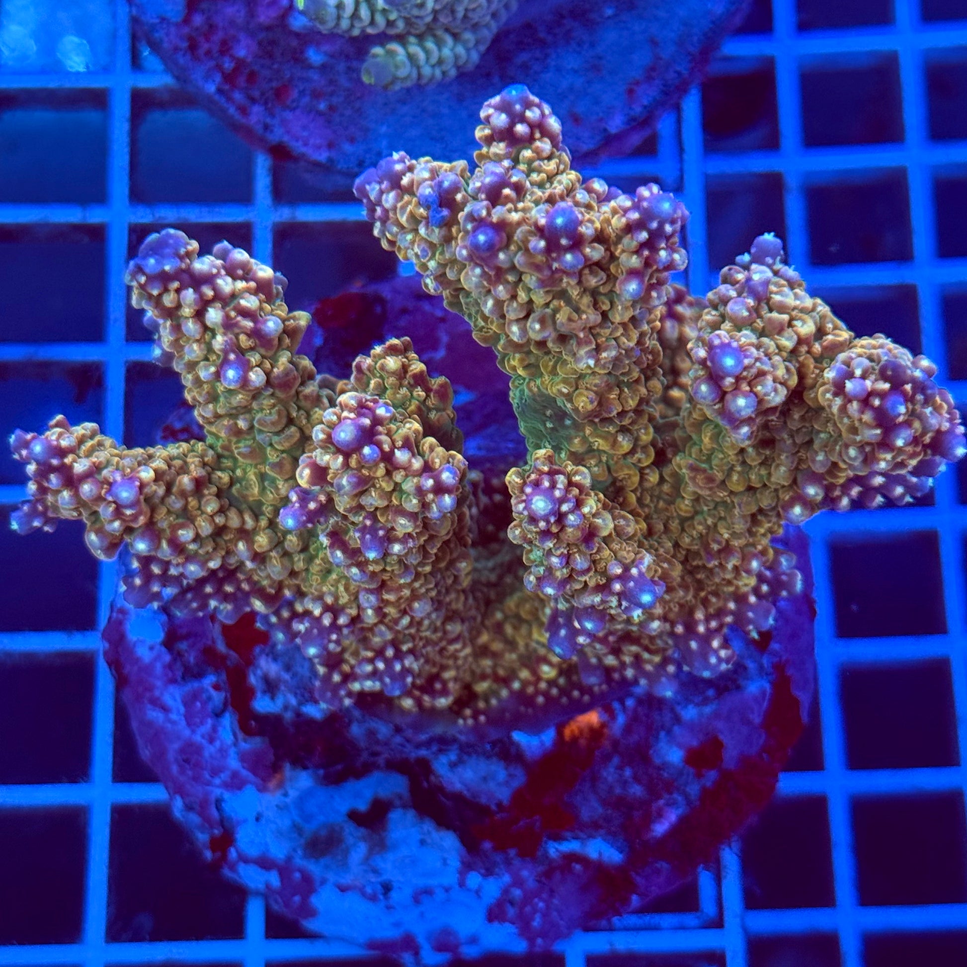 Acropora Colony T2B13