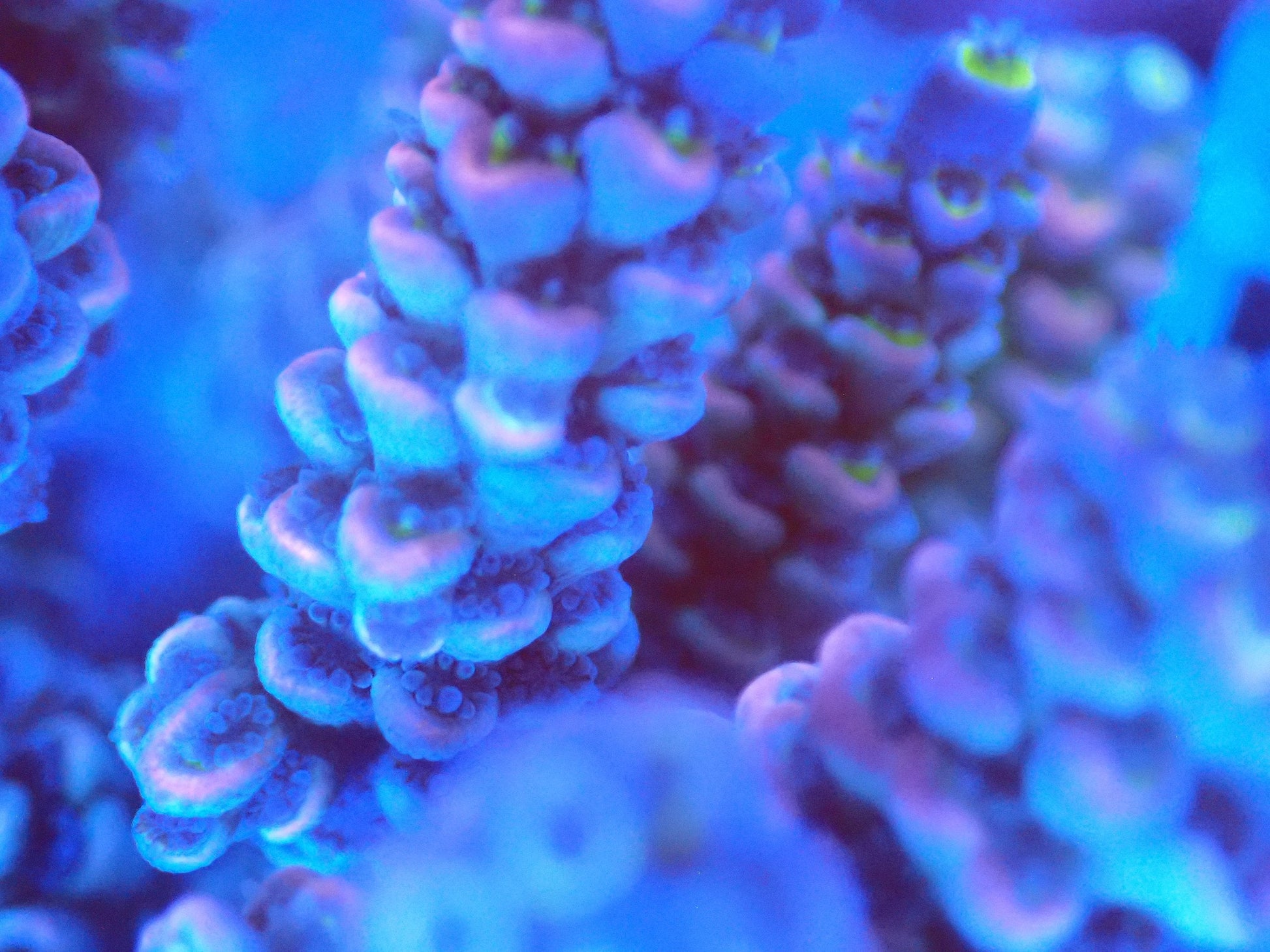 (WYSIWYG) Acro Colony T2B13 macro