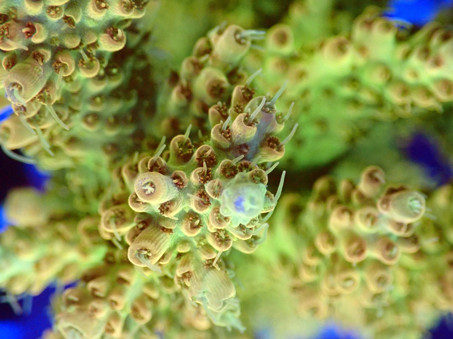 (WYSIWYG) Acro Colony T2B1 macro