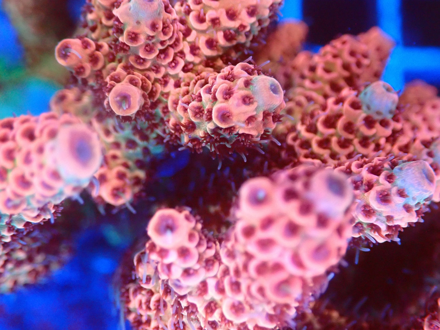 (WYSIWYG) Acro Colony T2B2 macro