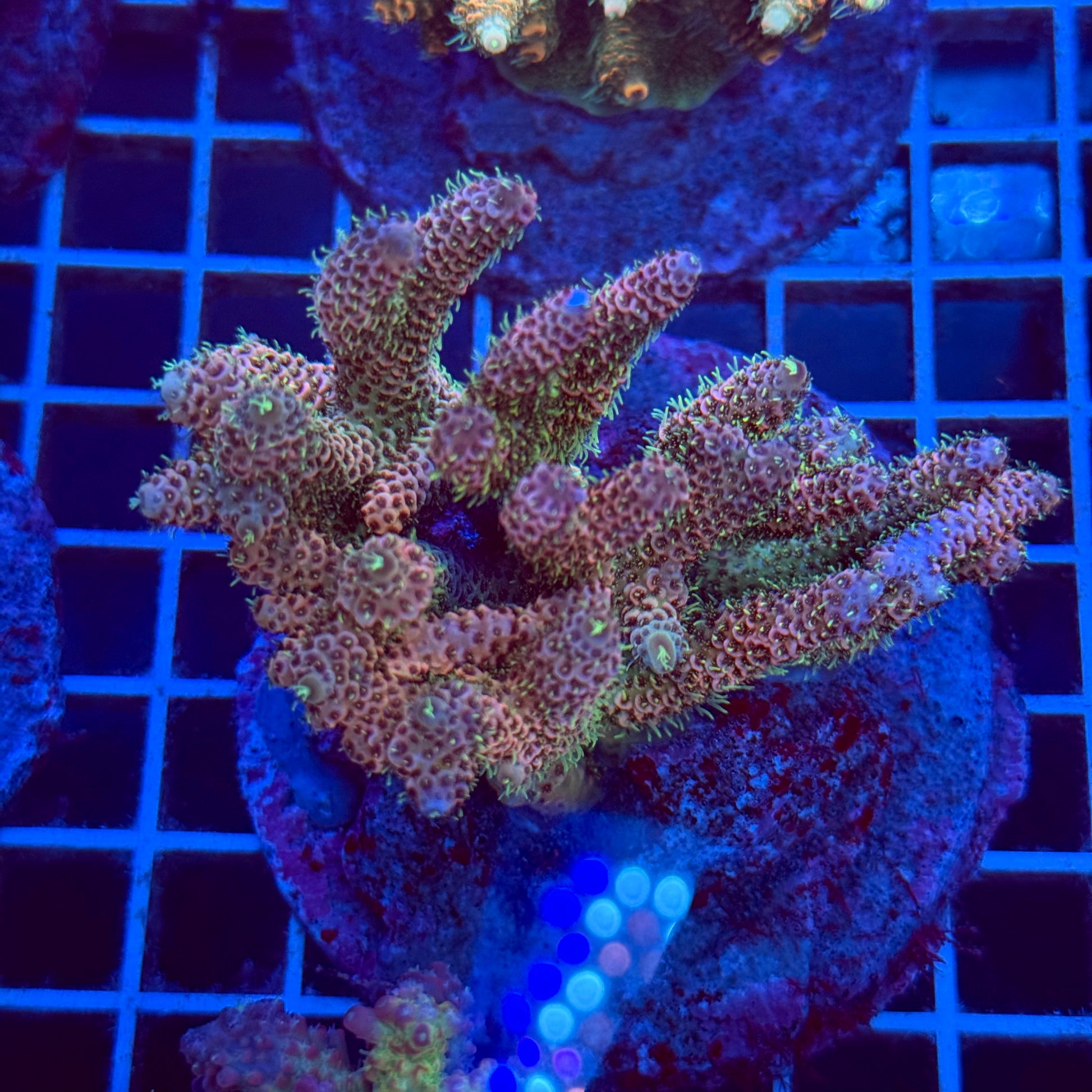 Acropora Colony T2B3