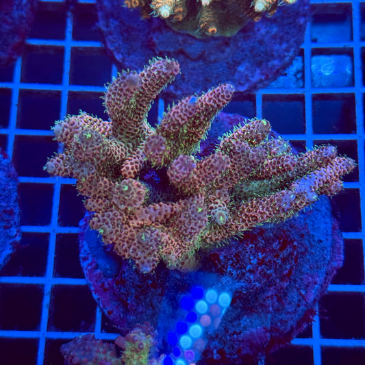 Acropora Colony T2B3