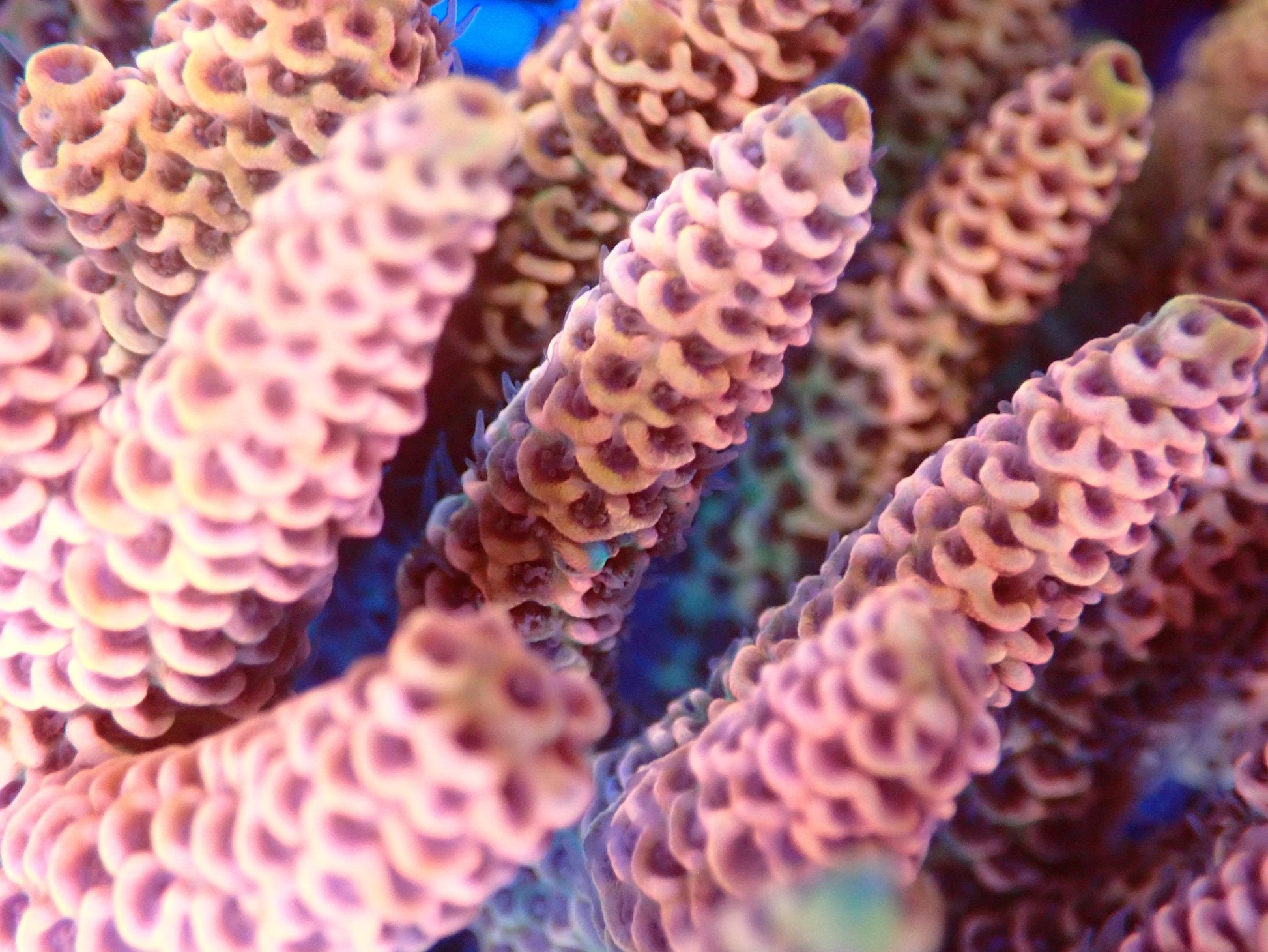 (WYSIWYG) Acro Colony T2B3 macro