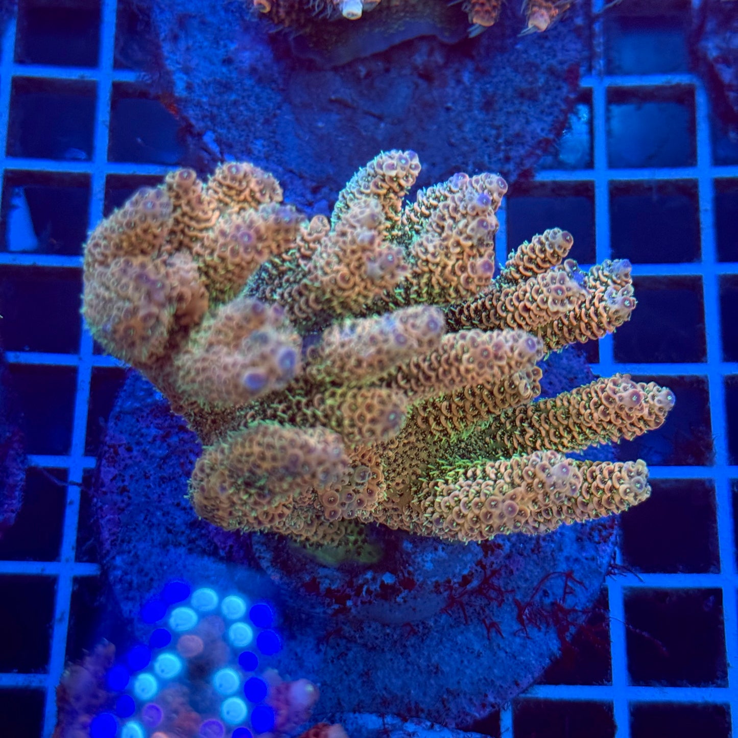 Acropora Colony T2B4