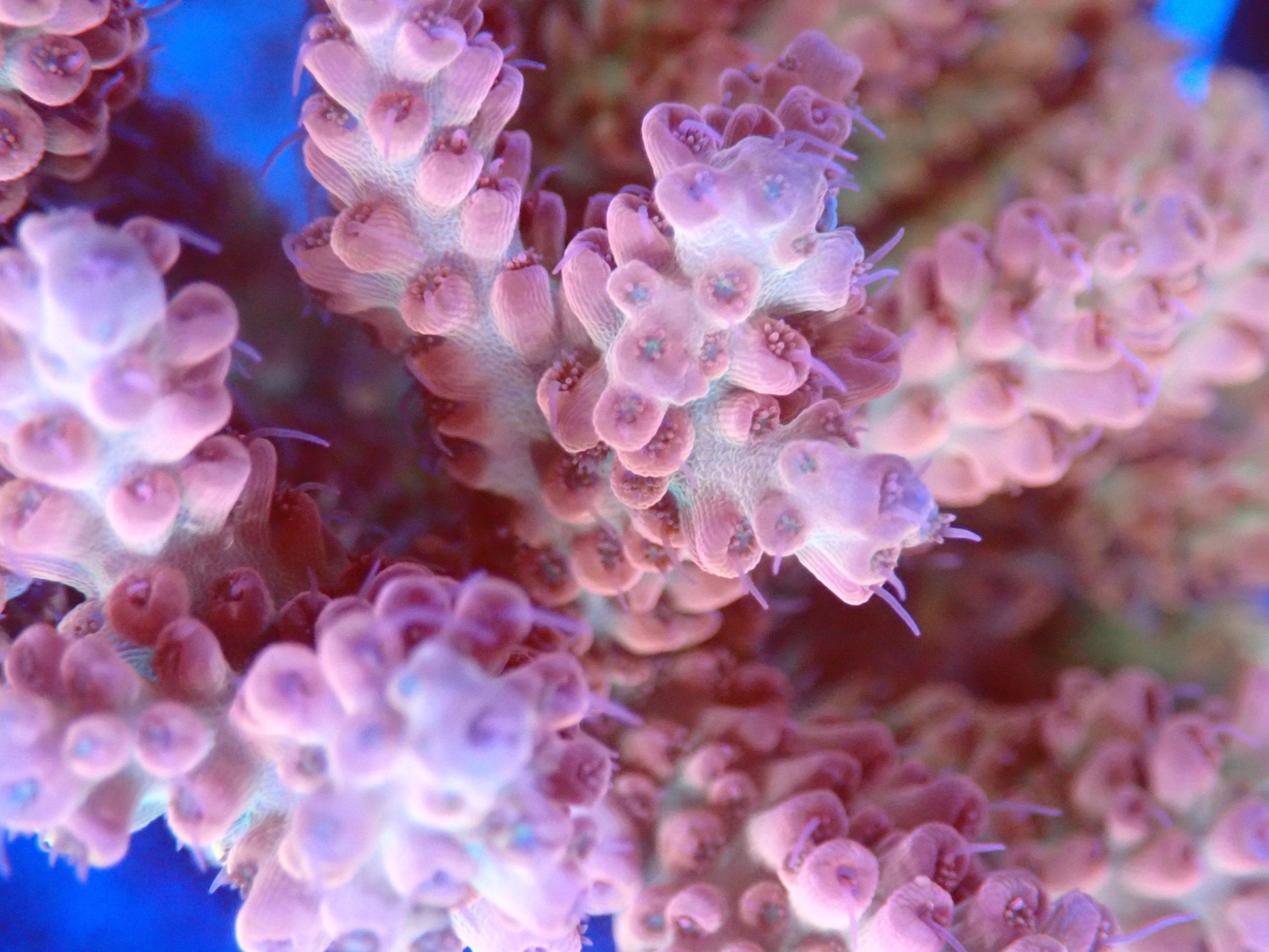 (WYSIWYG) Acro Colony T2B5 macro