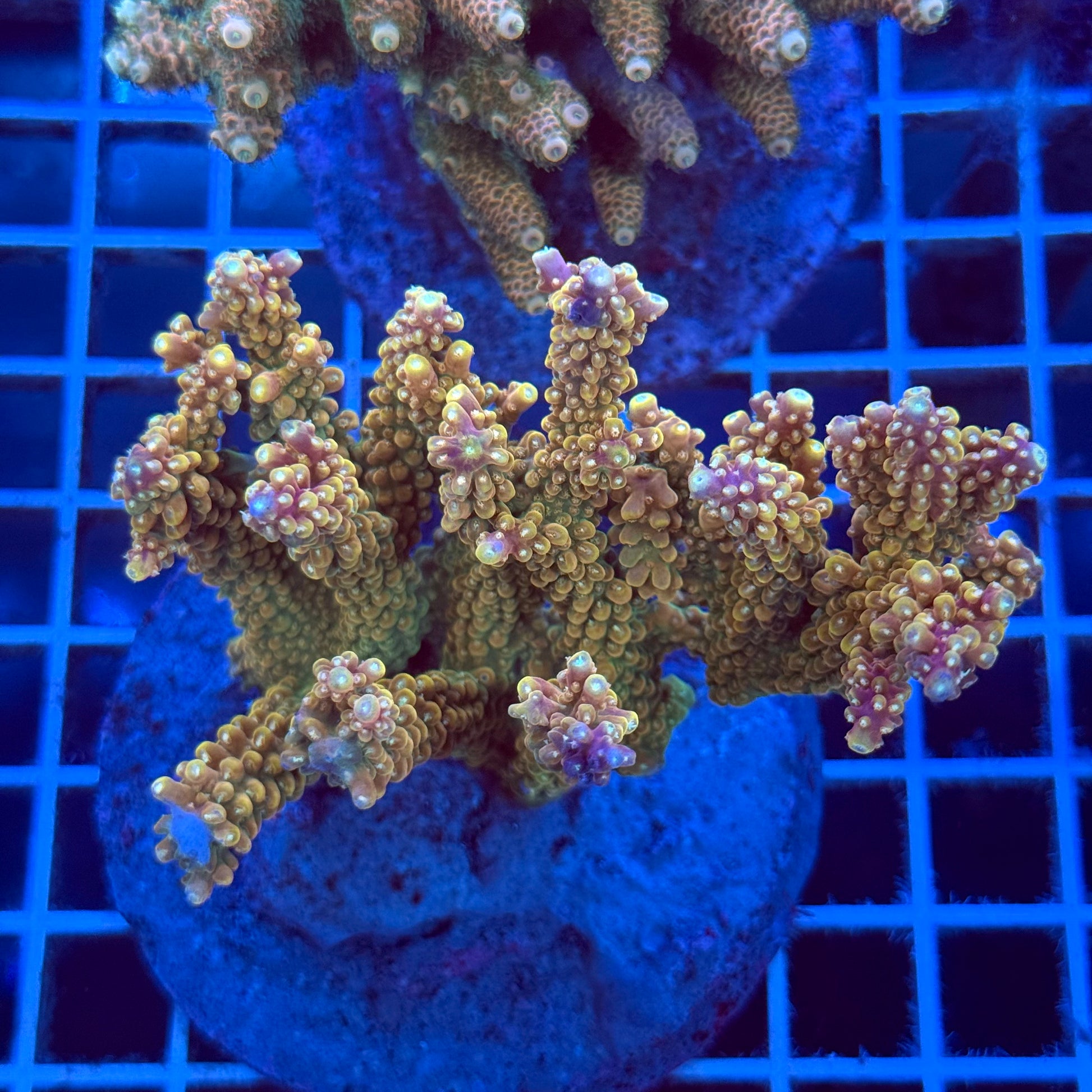 Acropora Colony T2B6