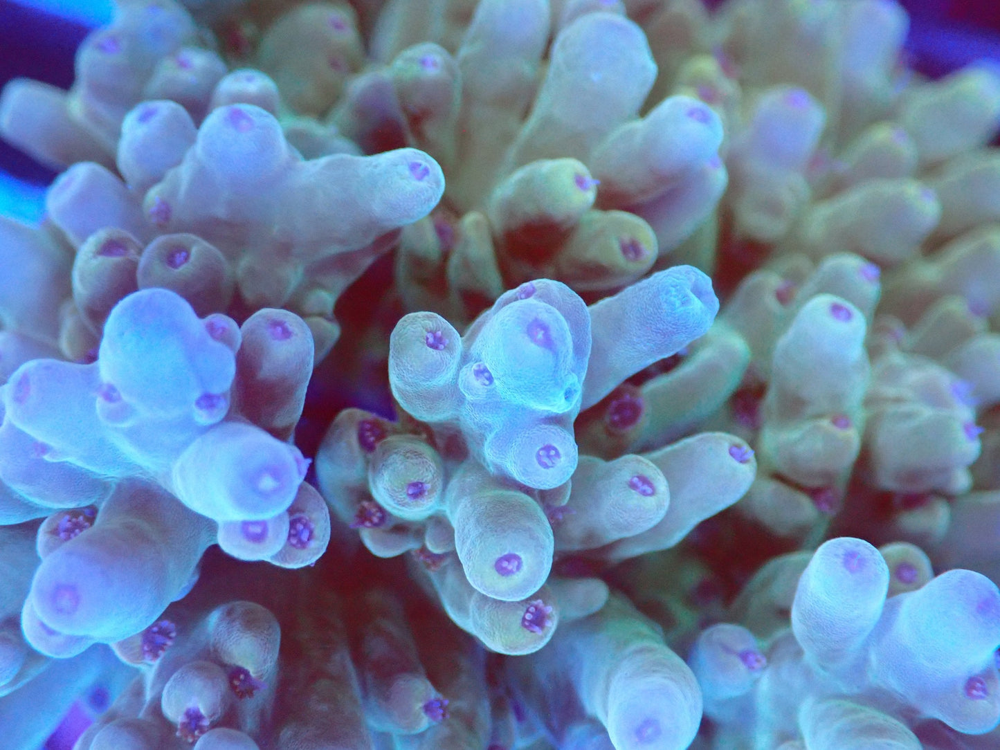 (WYSIWYG) Acro Colony T2B6 macro