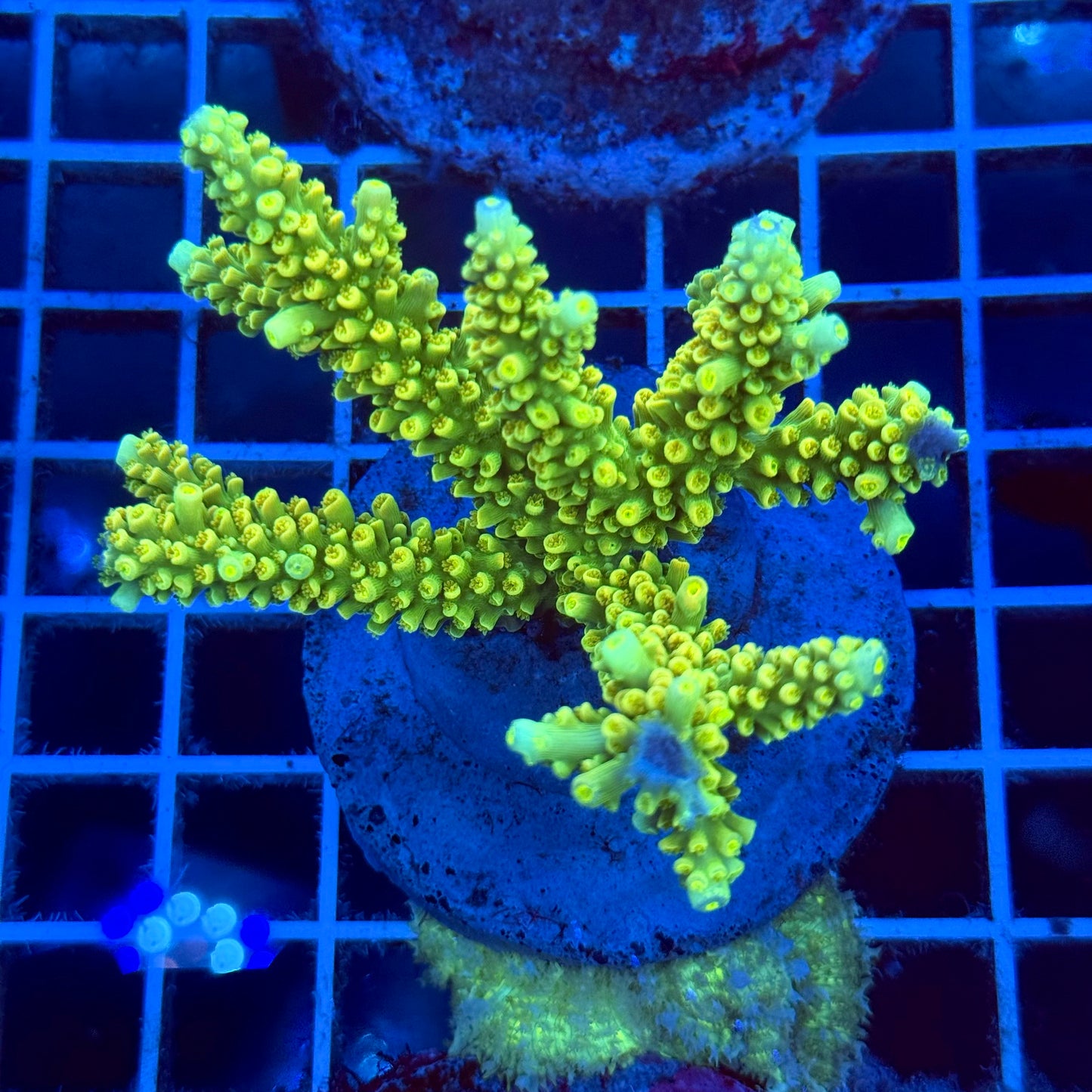 Acropora Colony T2B7