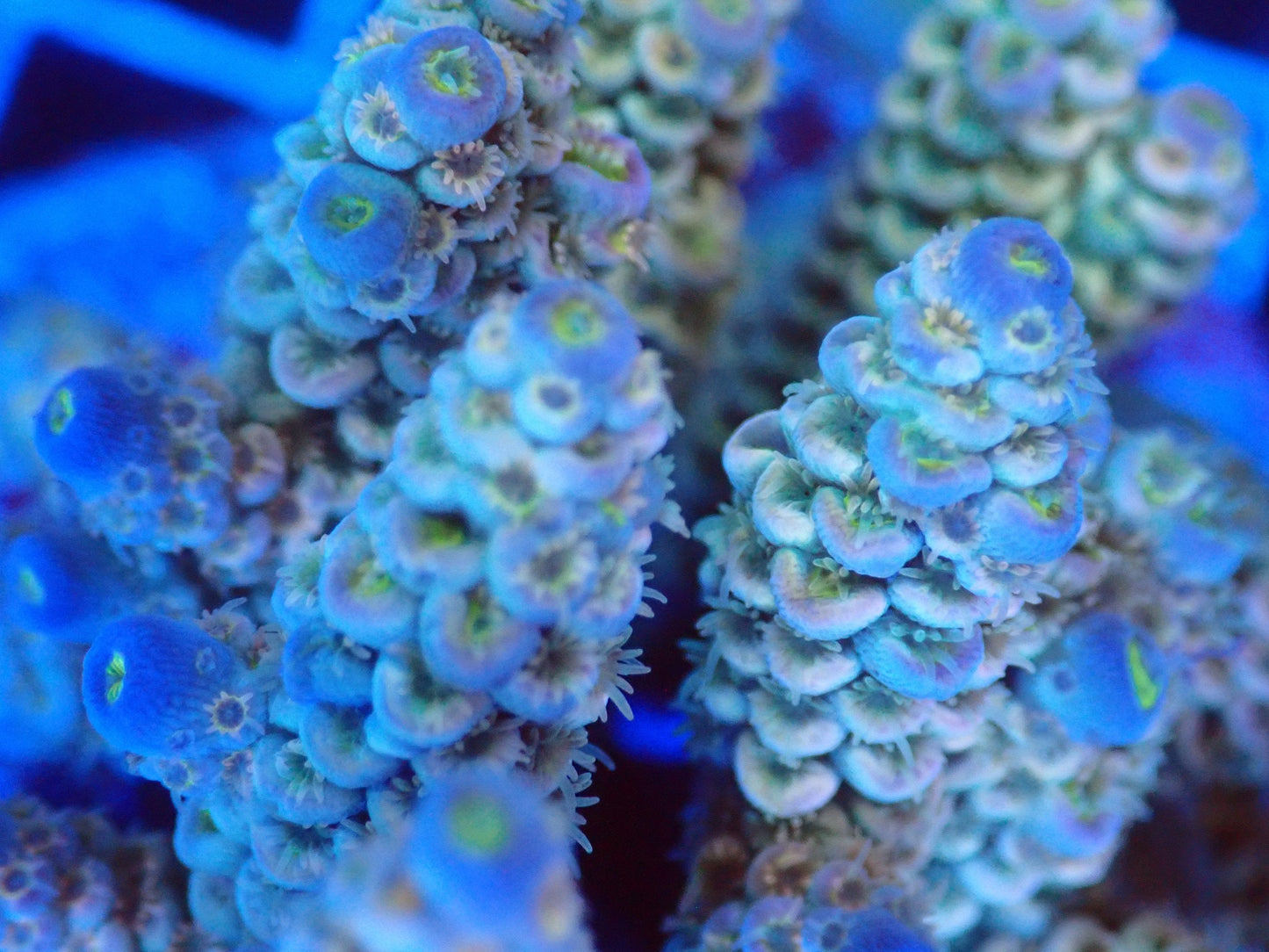(WYSIWYG) Acro Colony T2B7 macro