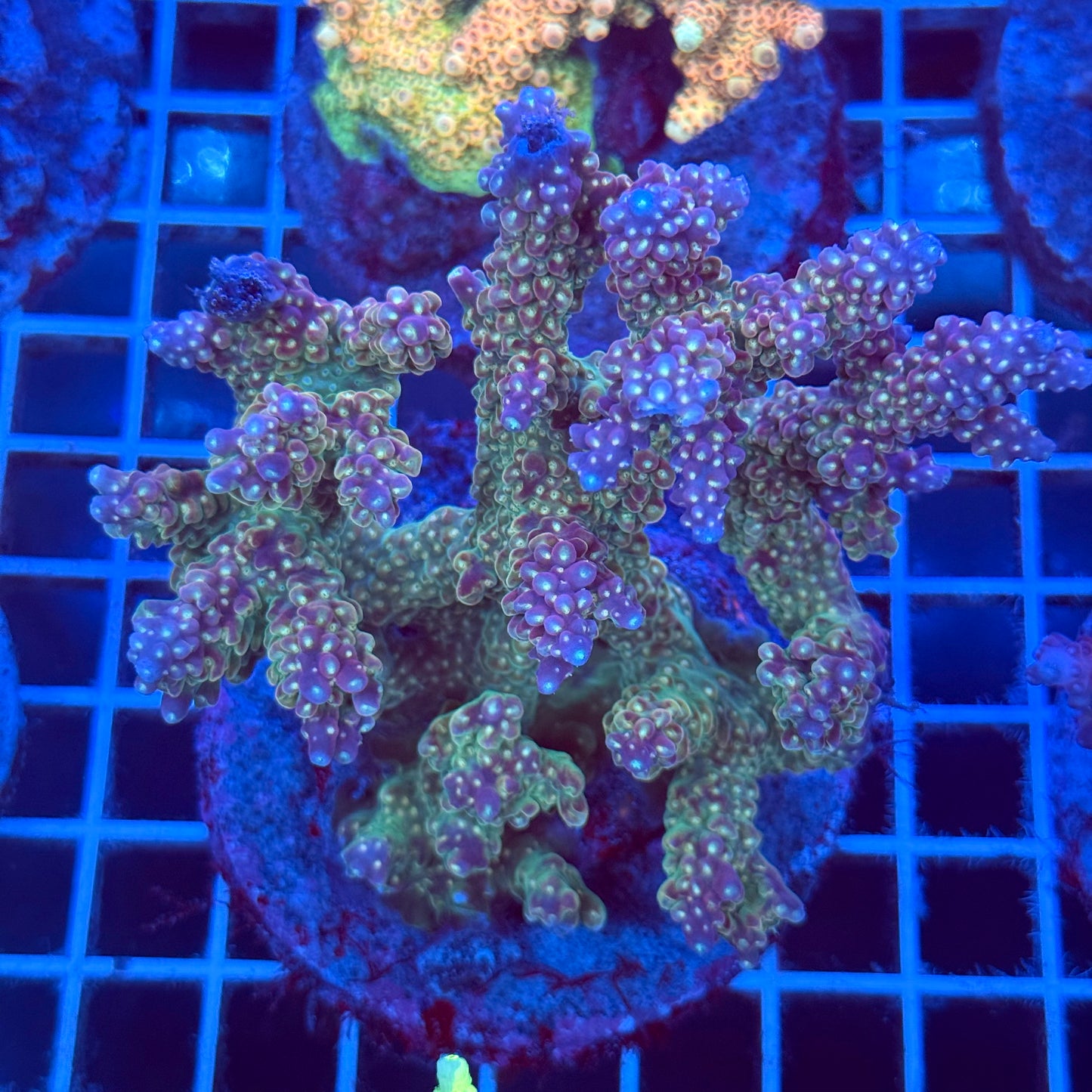 Acropora Colony T2B8