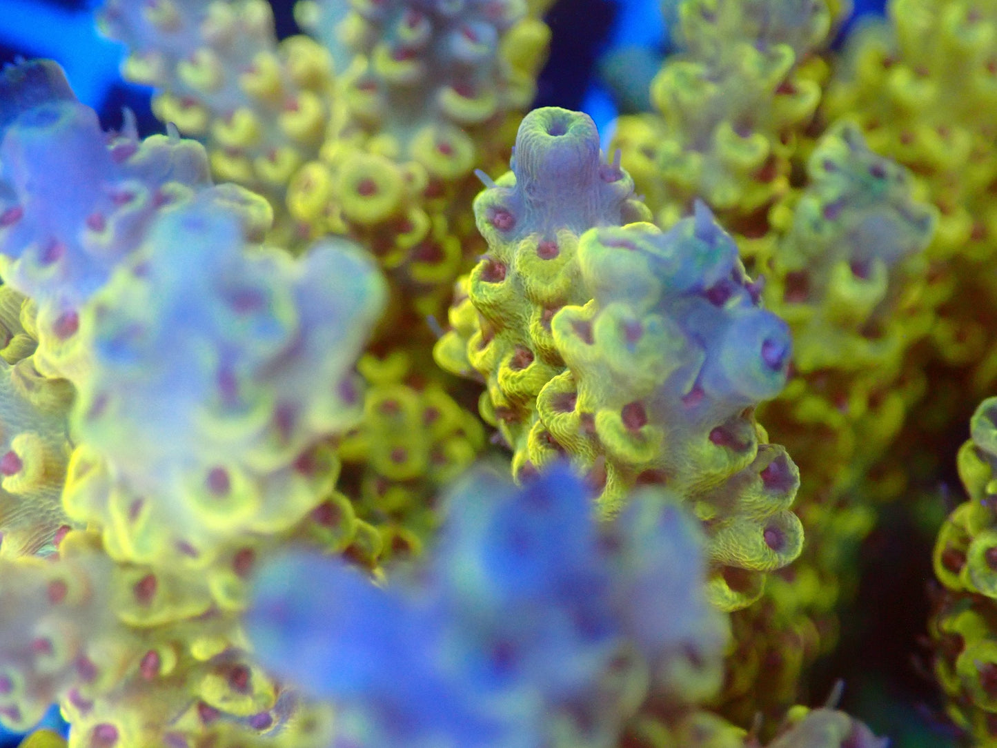 (WYSIWYG) Acro Colony T2B8 macro