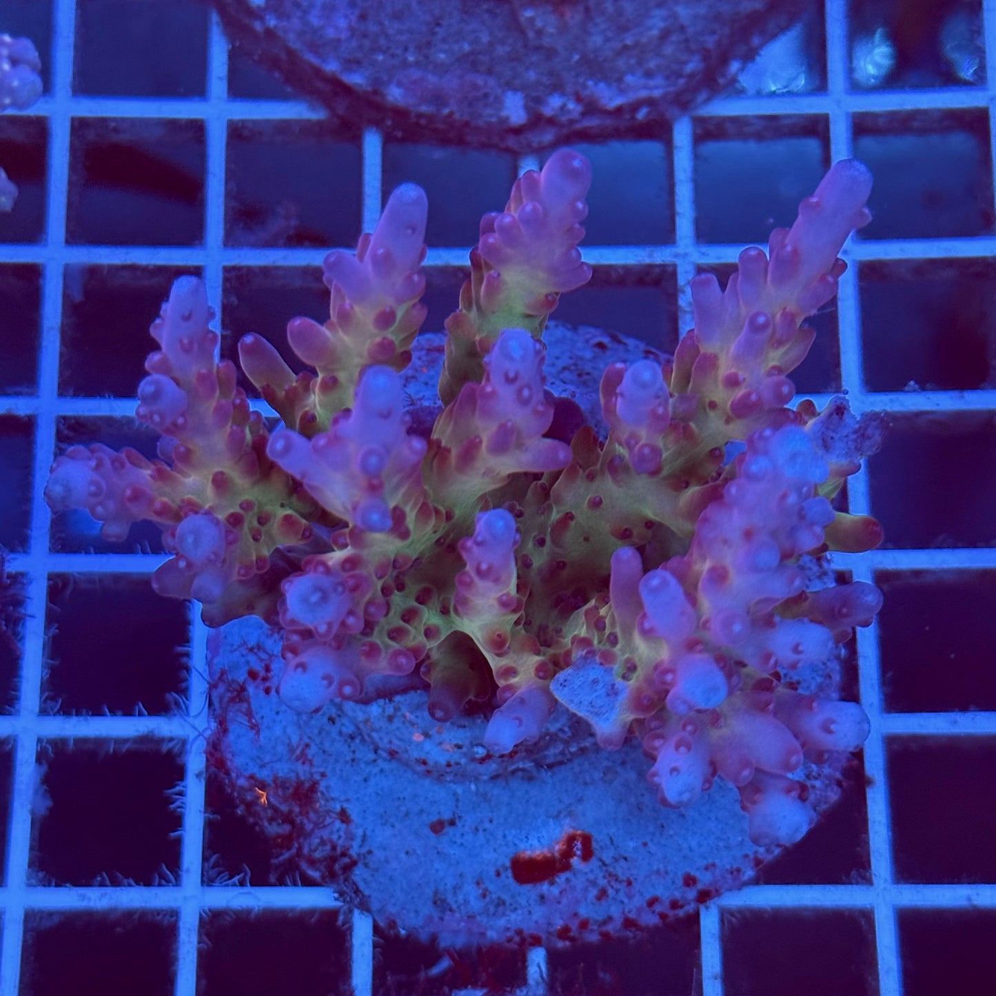 Acropora Colony T2B9