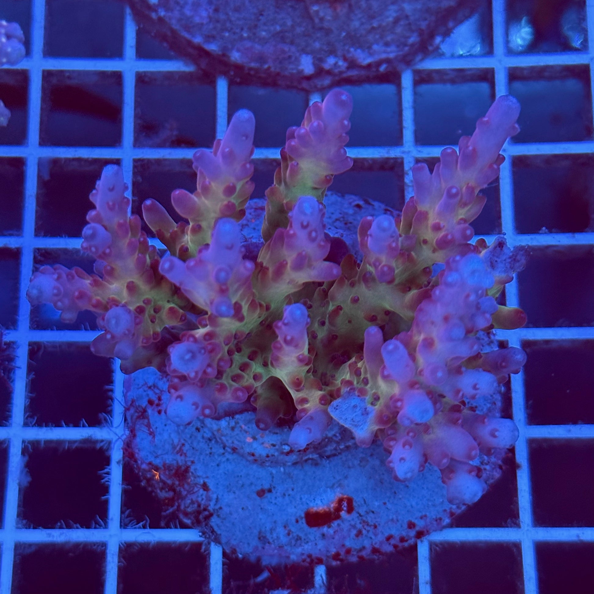 Acropora Colony T2B9