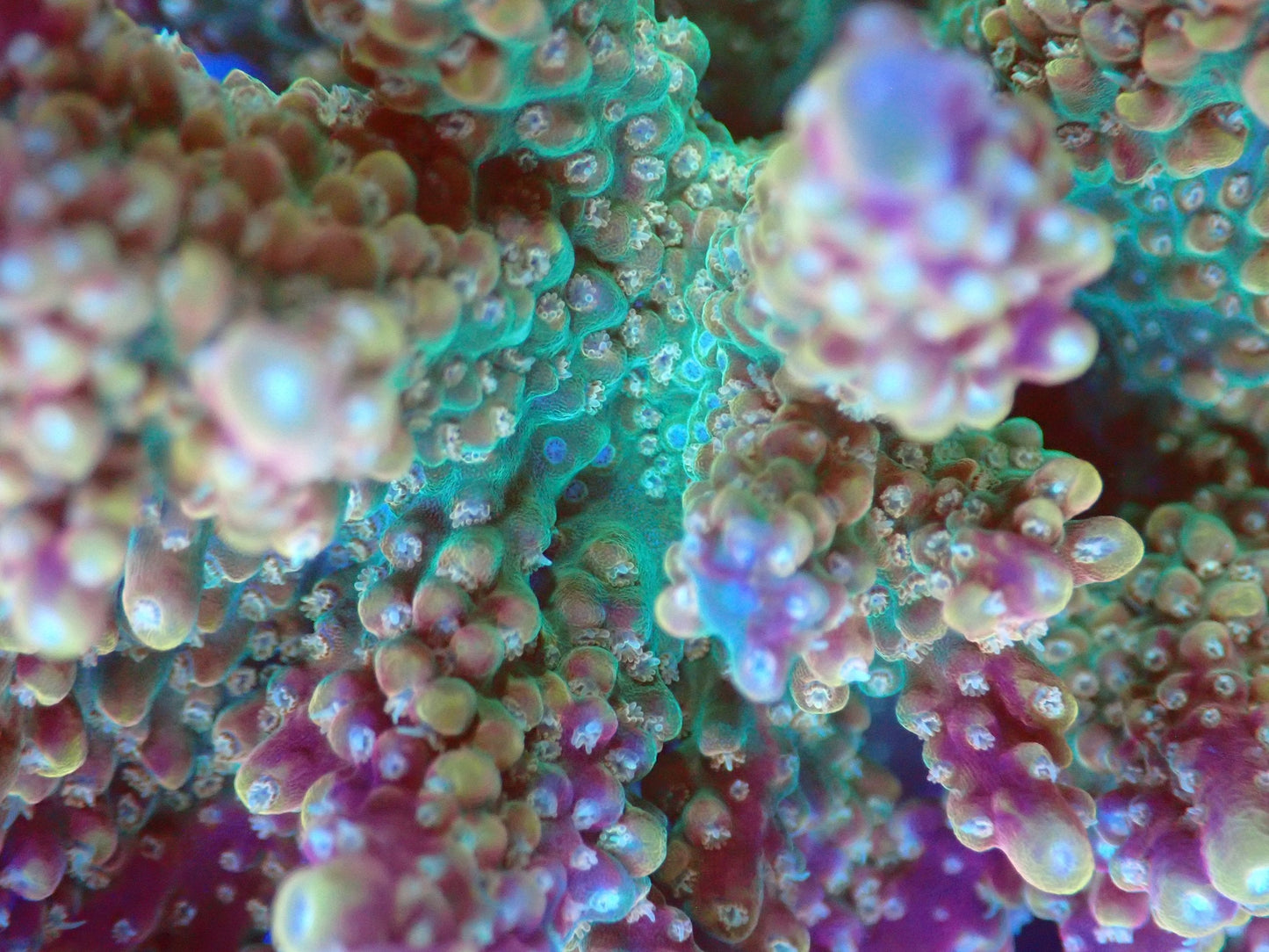 (WYSIWYG) Acro Colony T2B9 macro