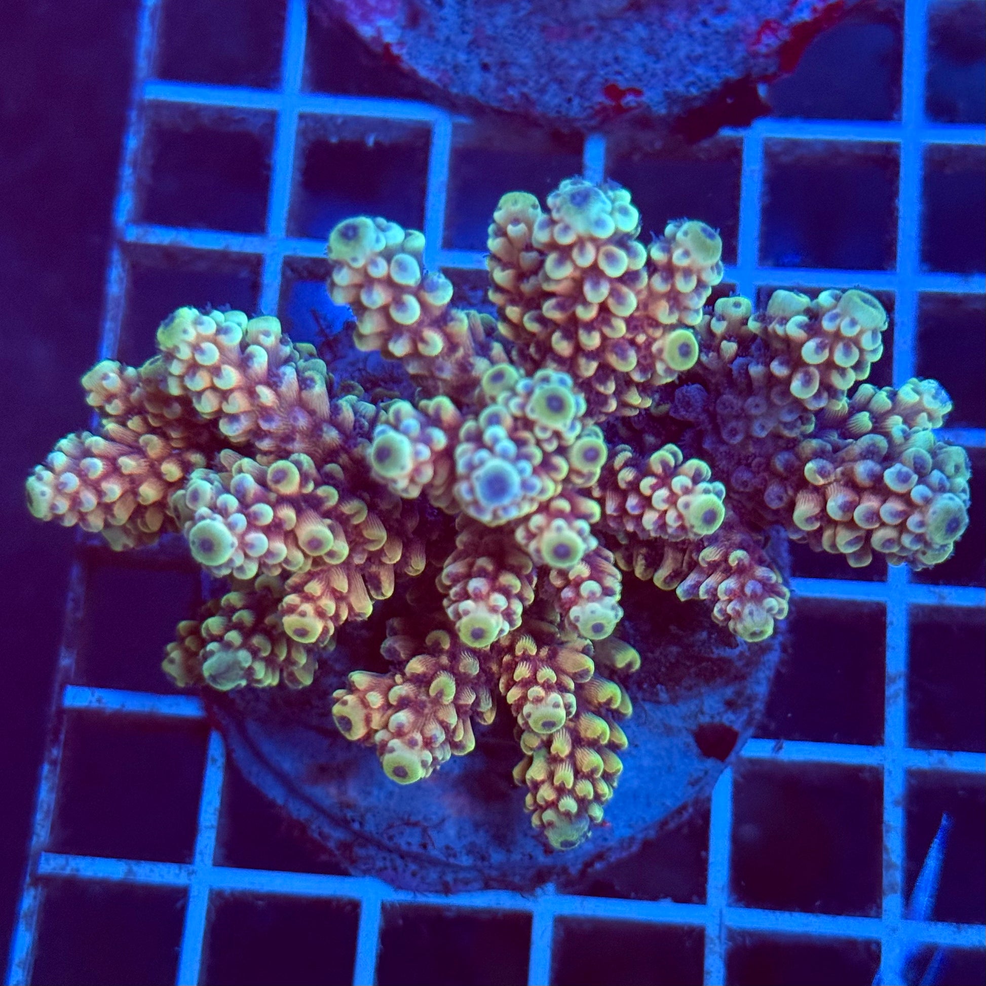 Acropora Colony T2C1