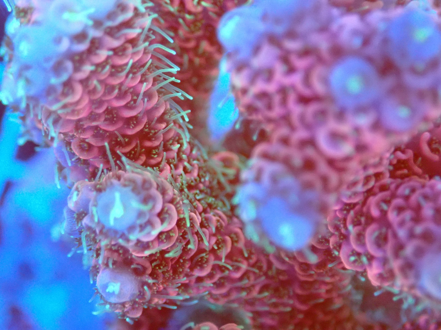 (WYSIWYG) Acro Colony T2C10 macro
