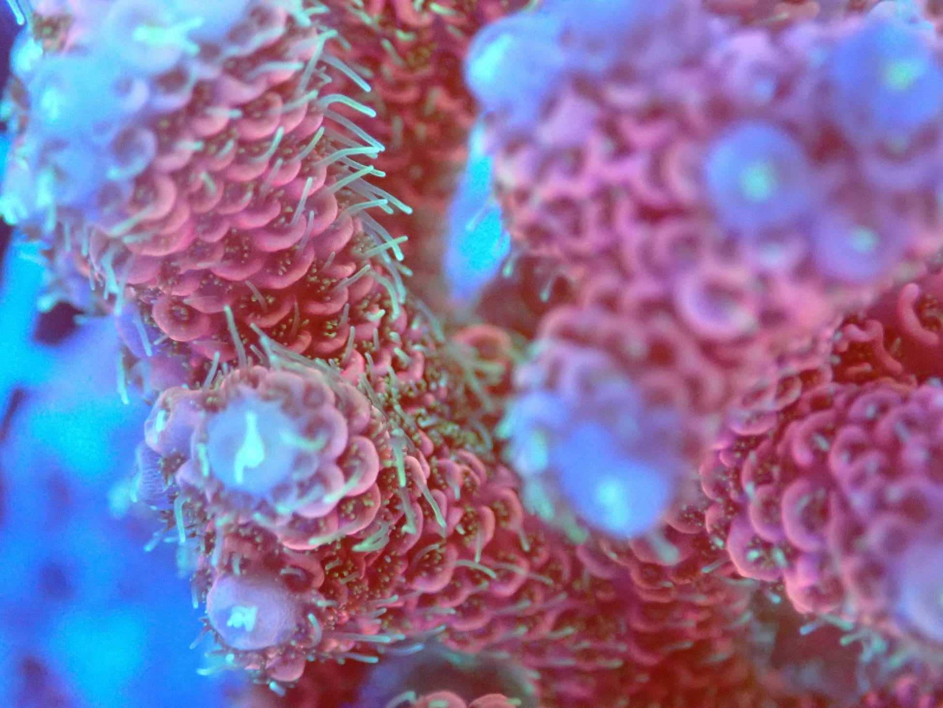 (WYSIWYG) Acro Colony T2C10 macro