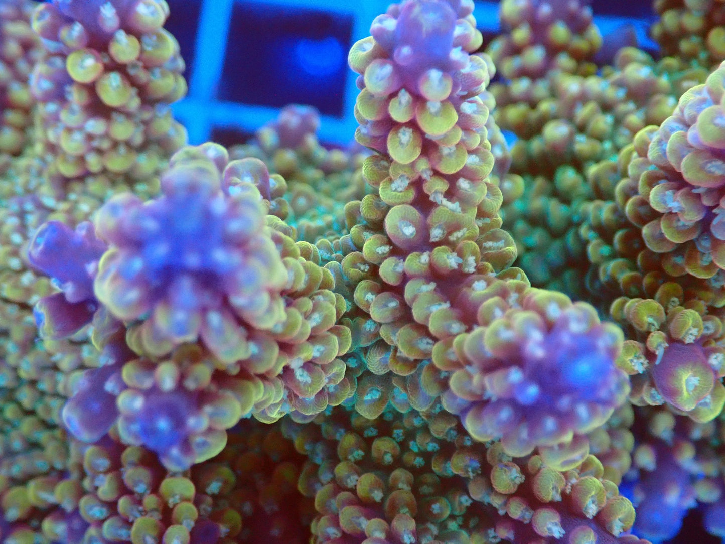 (WYSIWYG) Acro Colony T2C11 macro