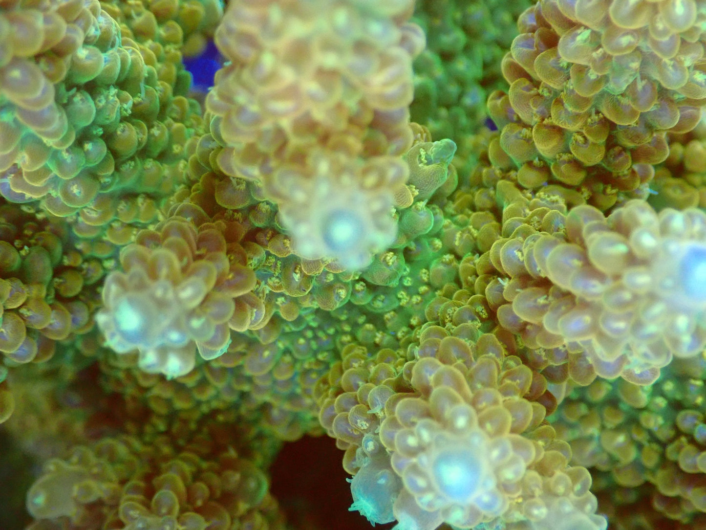 (WYSIWYG) Acro Colony T2C12 macro