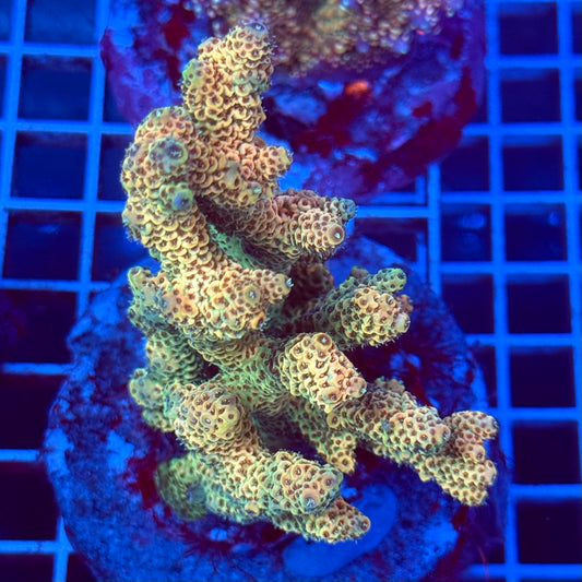 Acropora Colony T2C13