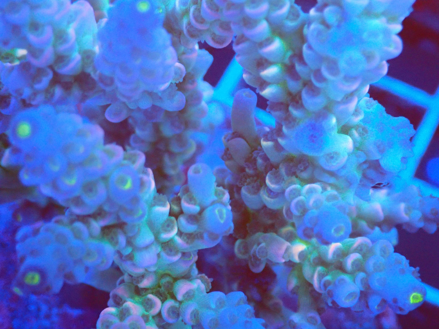 (WYSIWYG) Acro Colony T2C13 macro