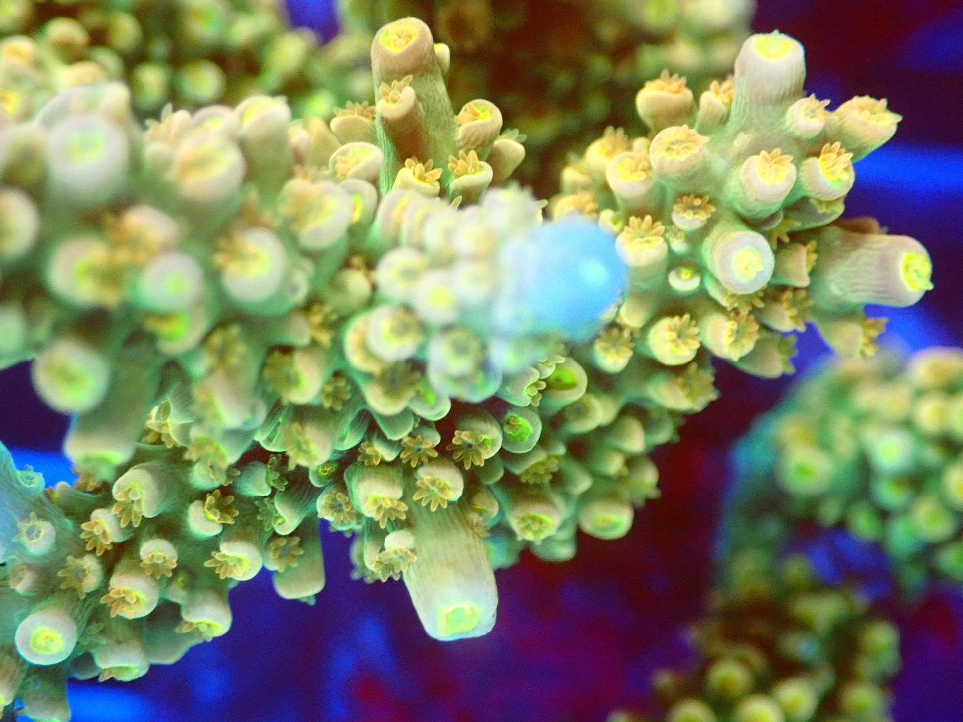 (WYSIWYG) Acro Colony T2C2 macro