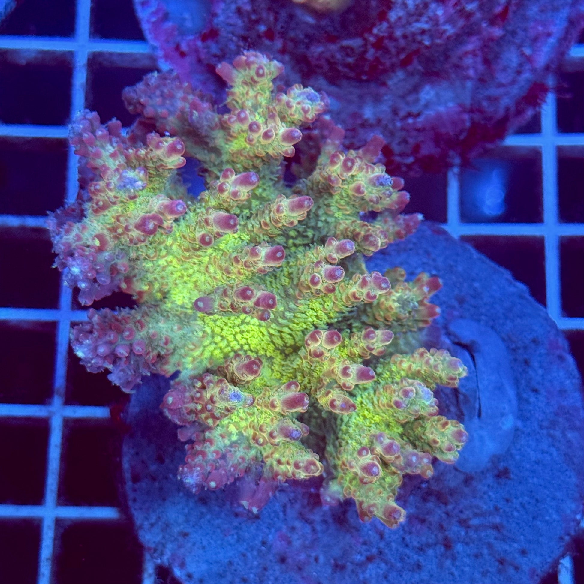 Acropora Colony T2C3