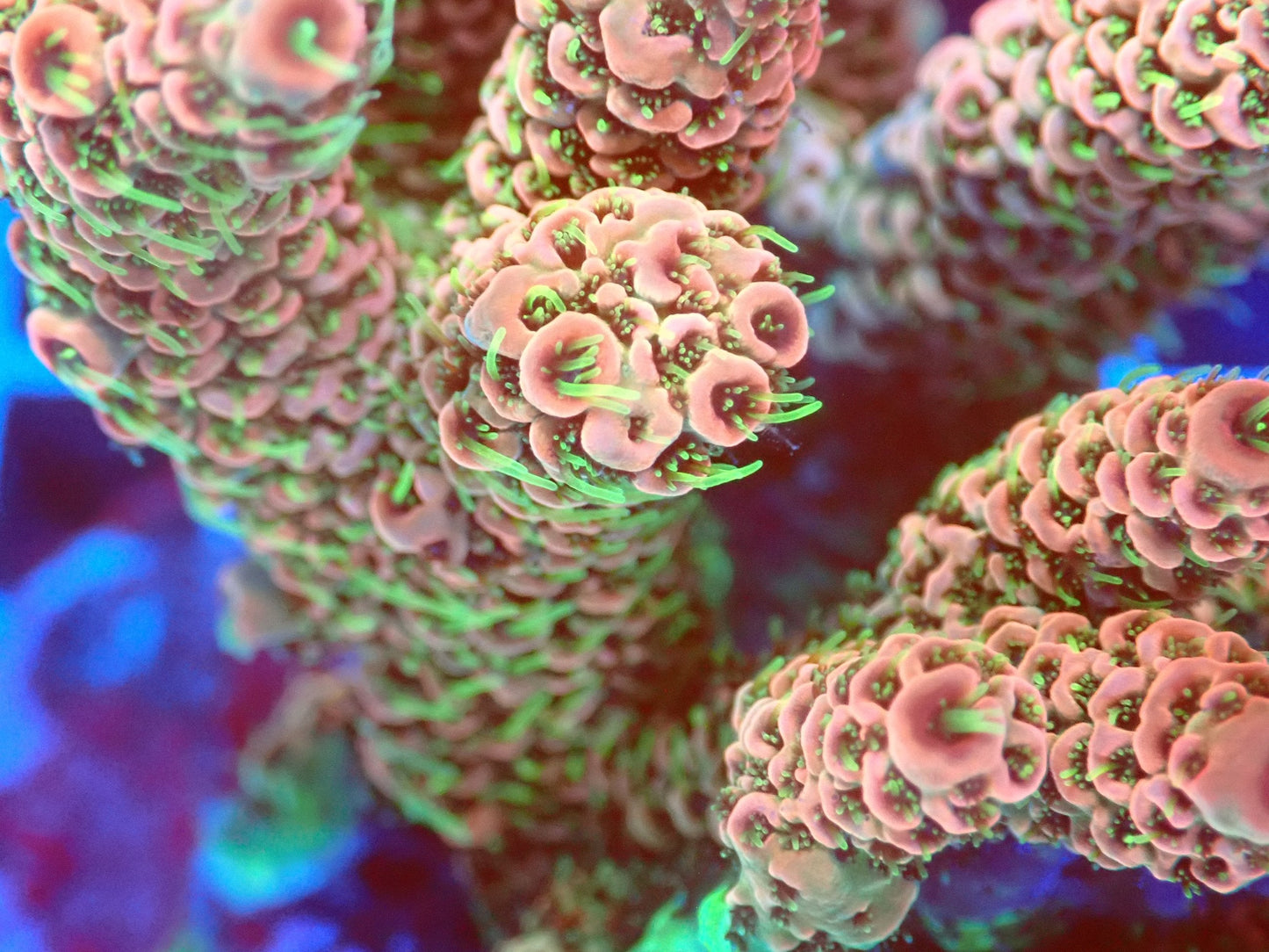 (WYSIWYG) Acro Colony T2C3 macro