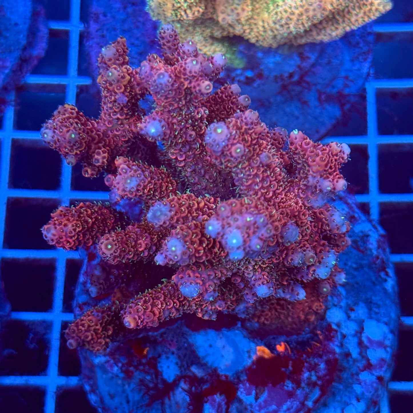Acropora Colony T2C4
