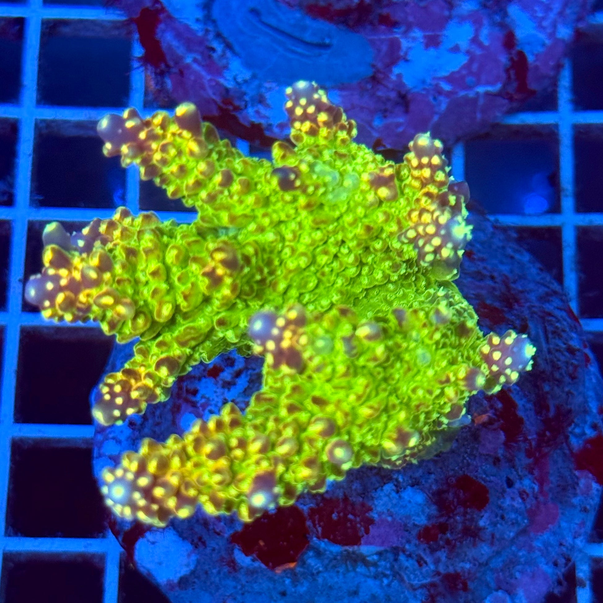 Acropora Colony T2C5