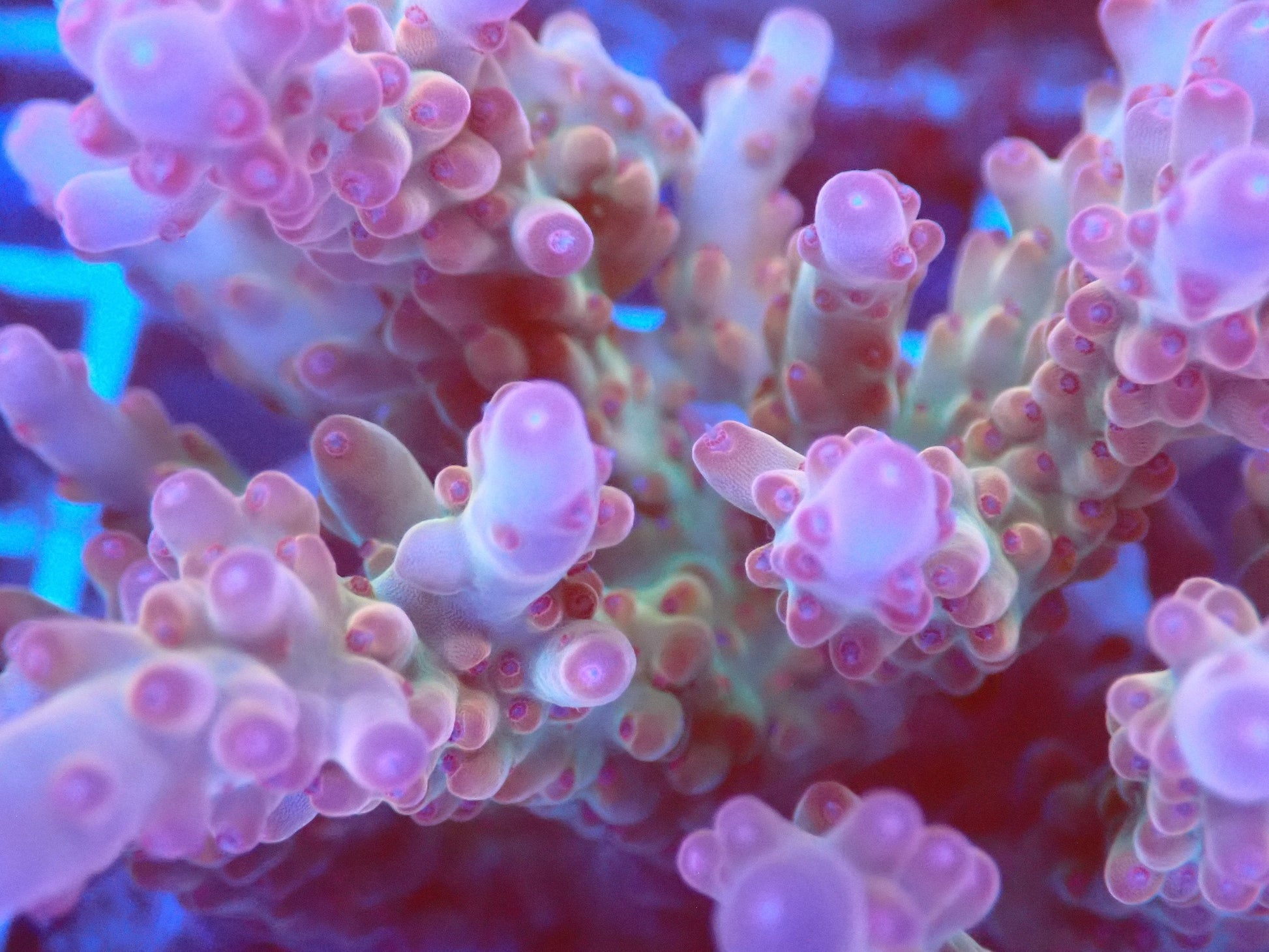 (WYSIWYG) Acro Colony T2C5 macro