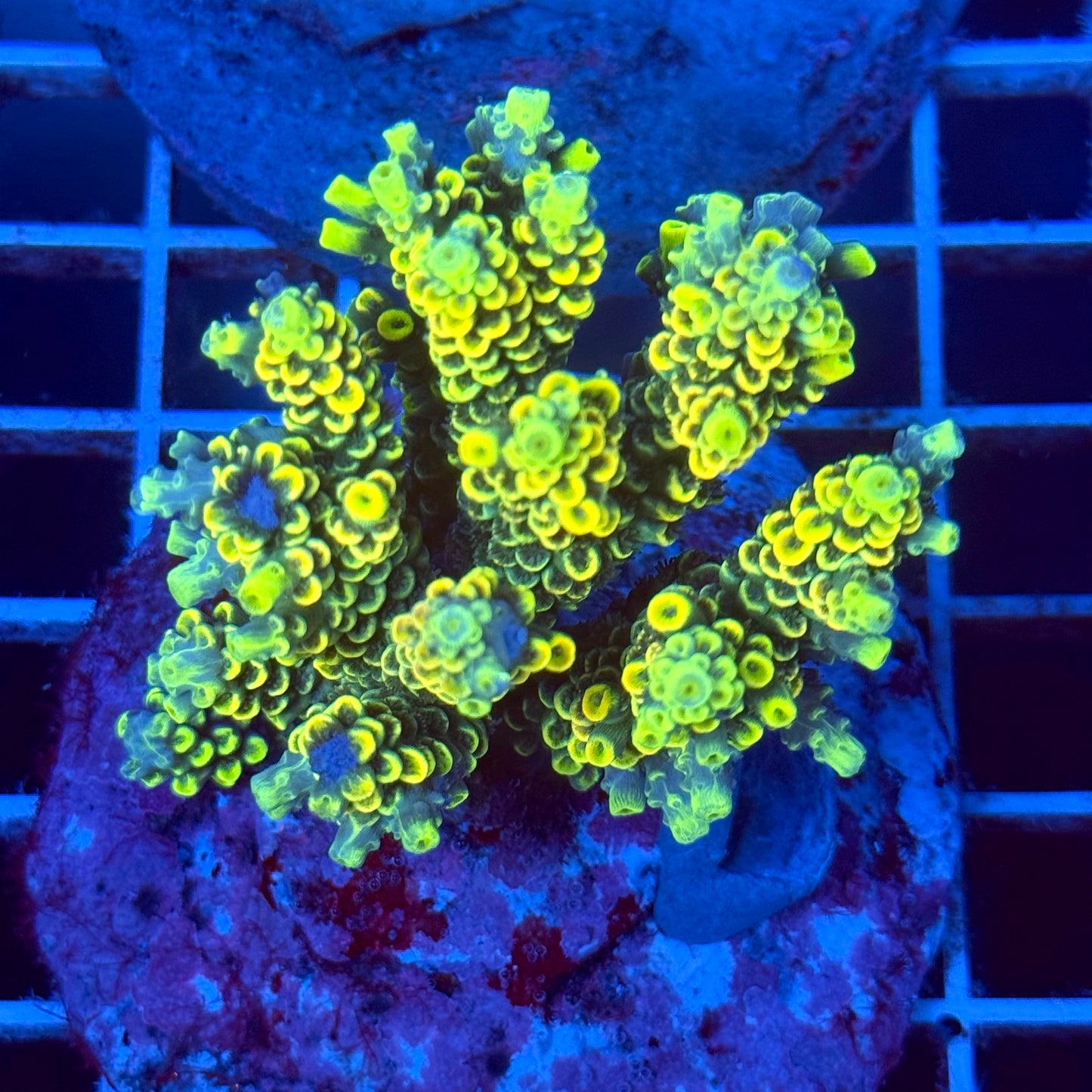 Acropora Colony T2C6