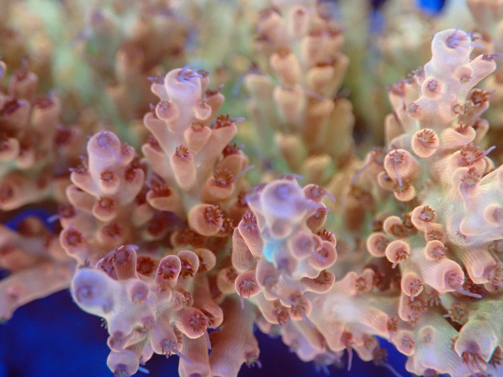 (WYSIWYG) Acro Colony T2C6 macro
