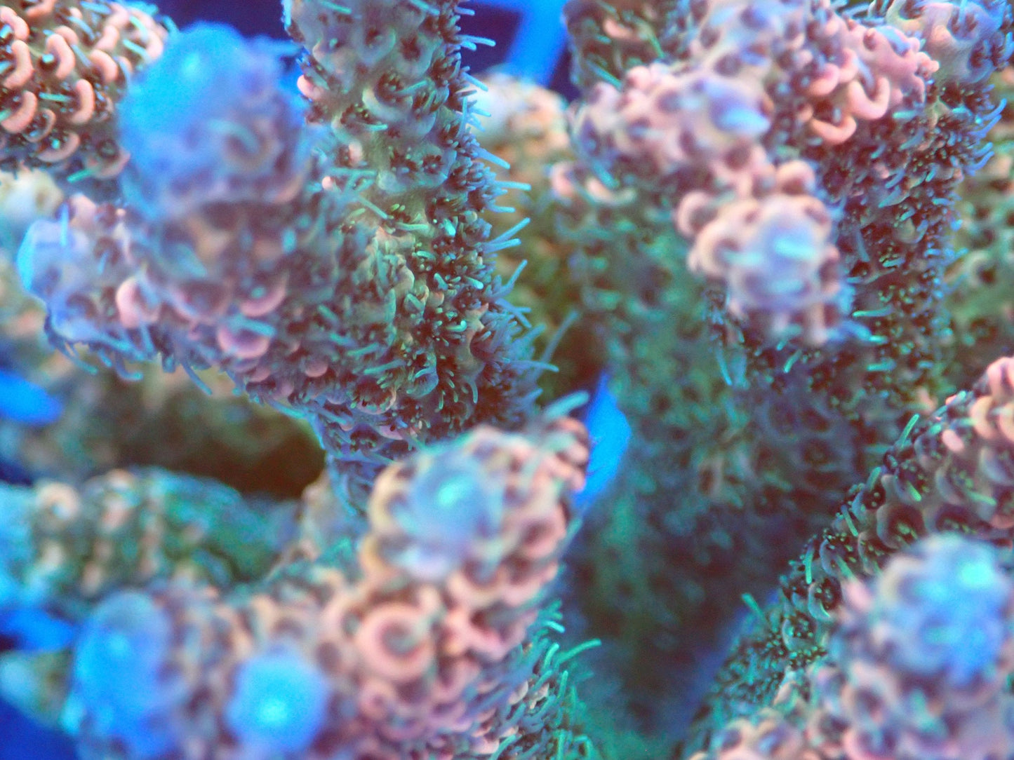(WYSIWYG) Acro Colony T2C7 macro