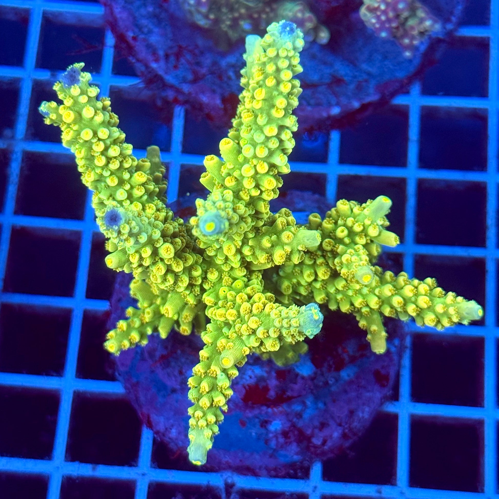 Acropora Colony T2C8