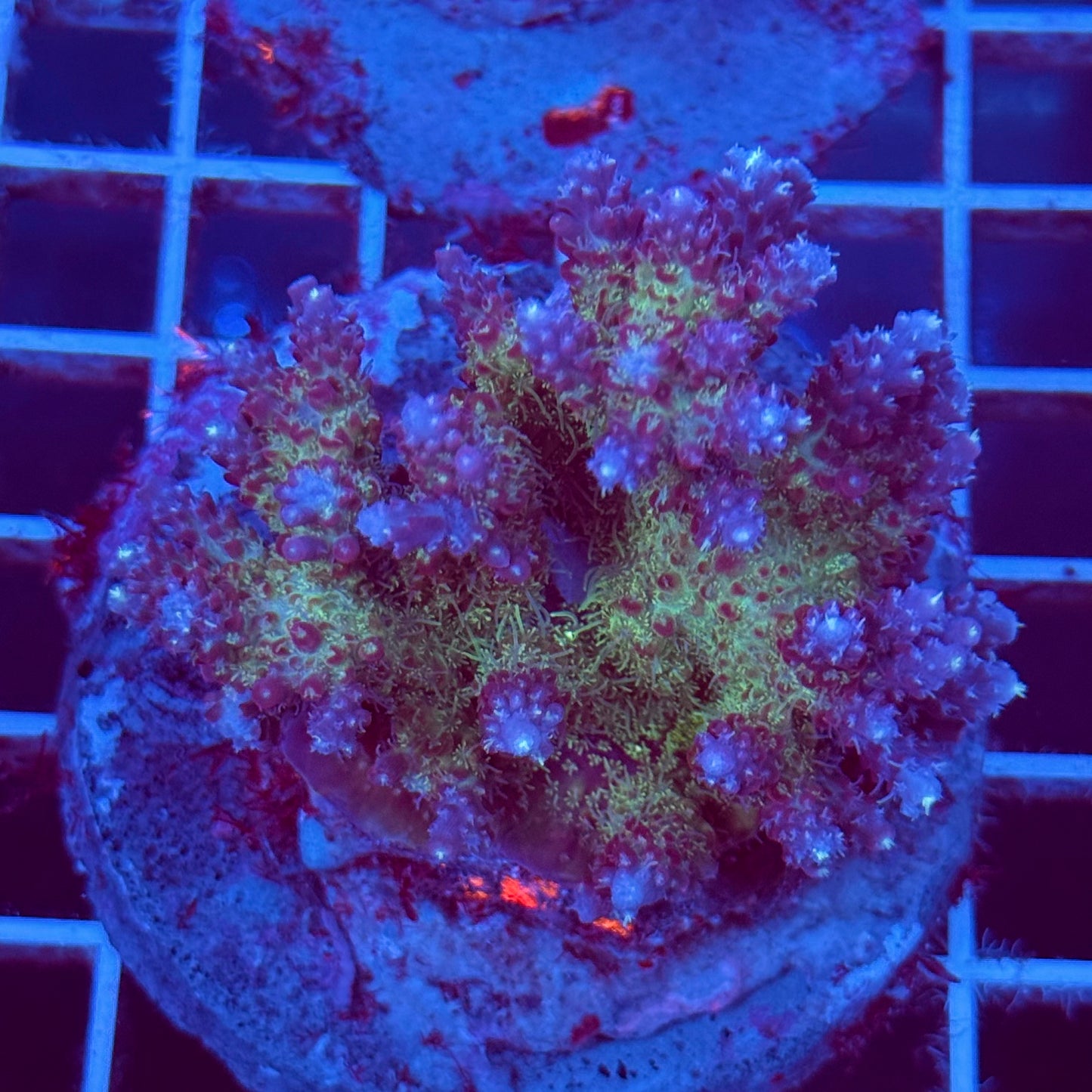 Acropora Colony T2C9