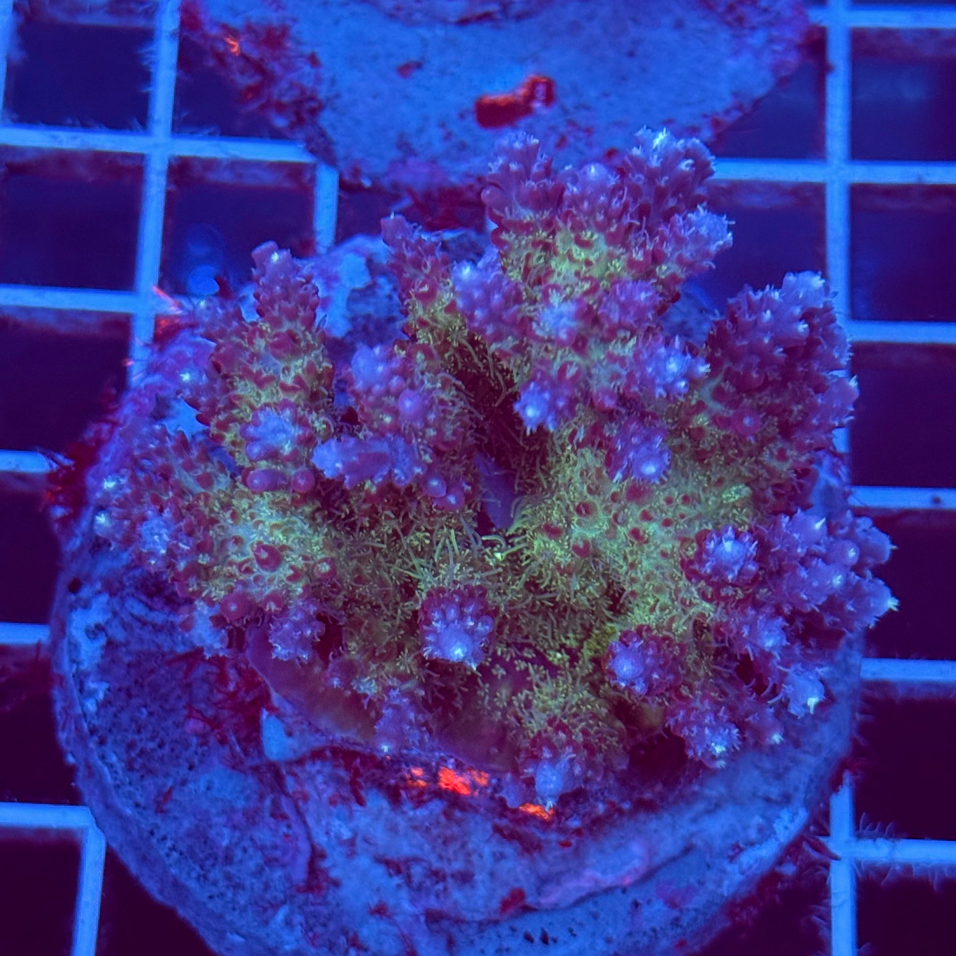 Acropora Colony T2C9