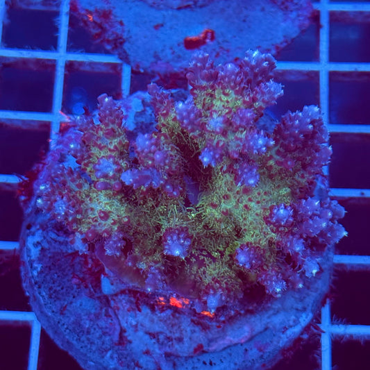 Acropora Colony T2C9