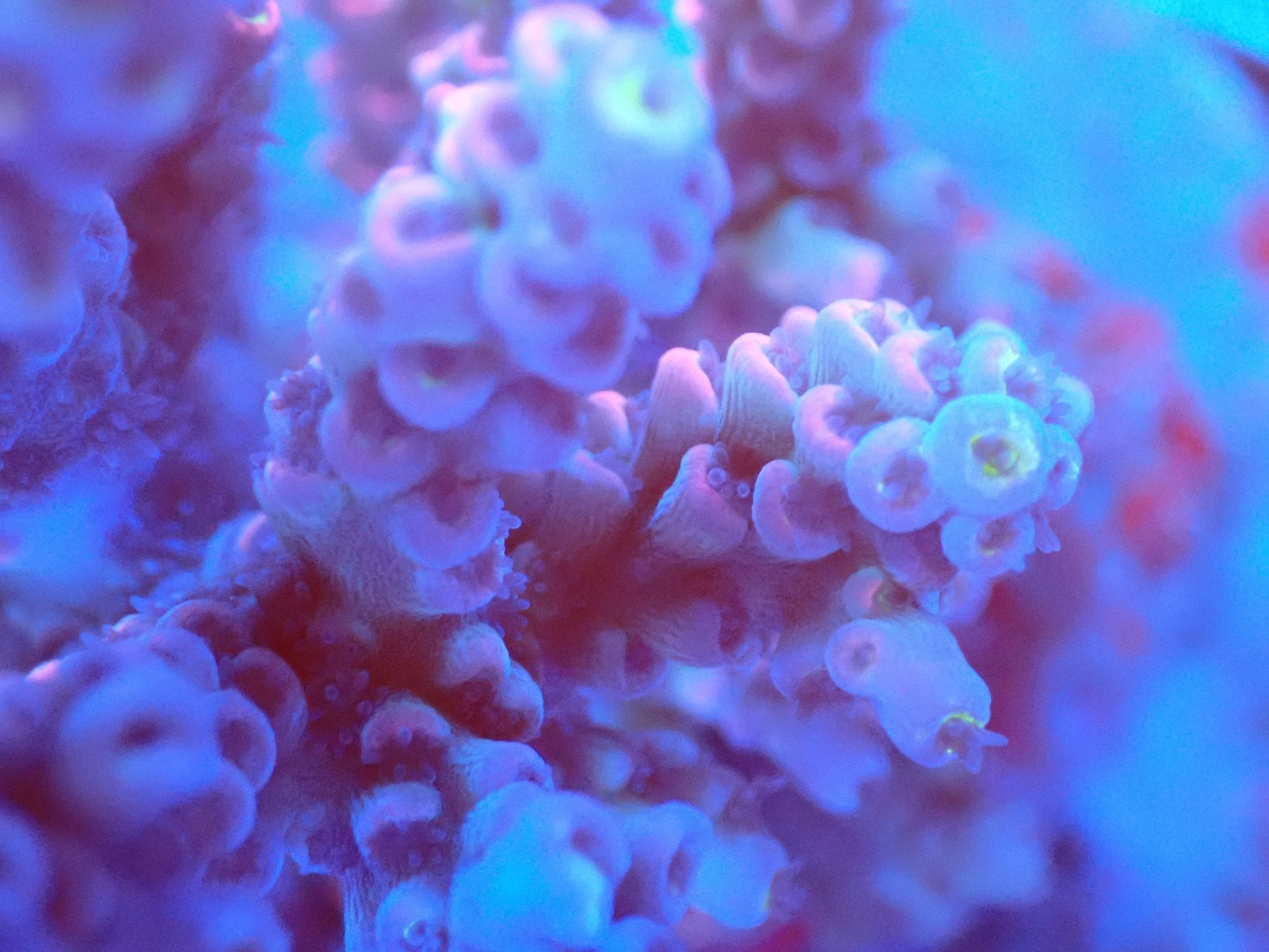 (WYSIWYG) Acro Colony T2C9 macro