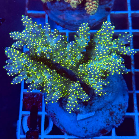Acropora Colony T2D1