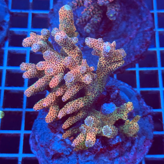 Acropora Colony T2D10
