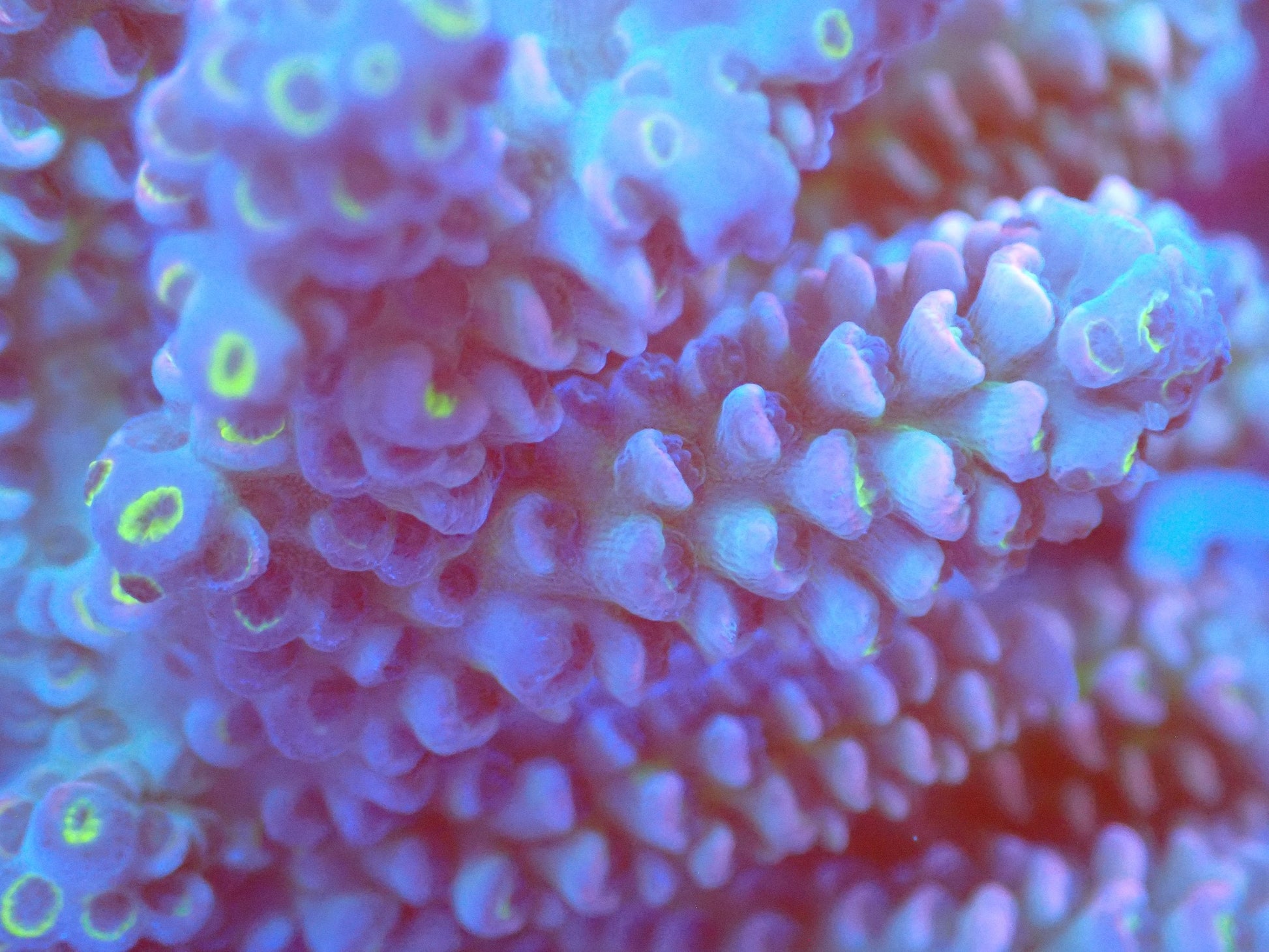 (WYSIWYG) Acro Colony T2D10 macro