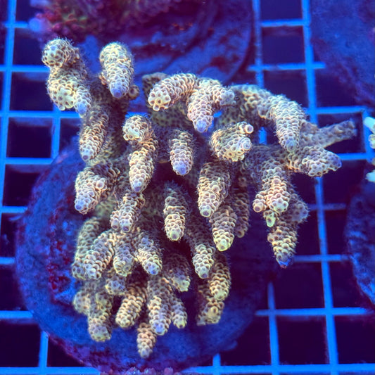 Acropora Colony T2D11