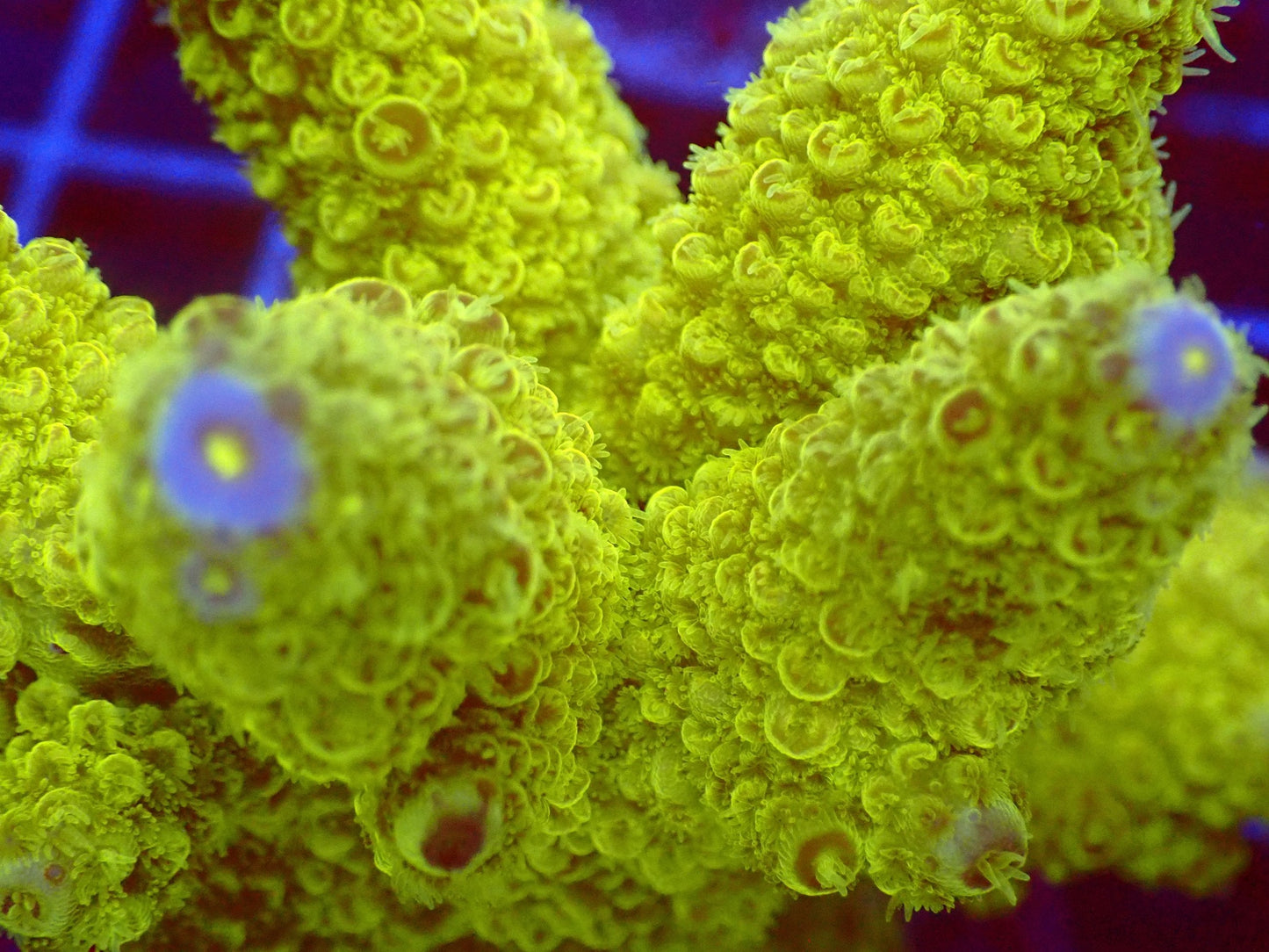 (WYSIWYG) Acro Colony T2D11 macro