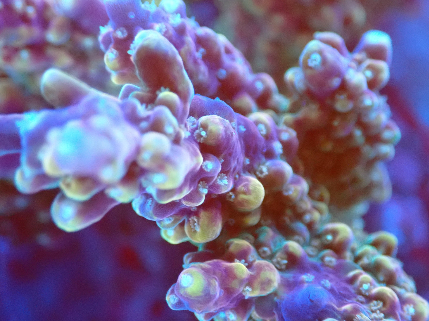 (WYSIWYG) Acro Colony T2D12 macro