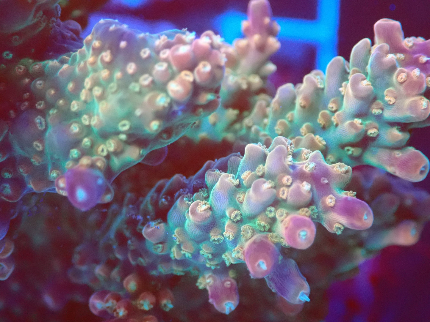 (WYSIWYG) Acro Colony T2D1 macro