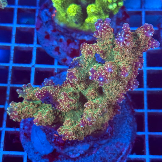 Acropora Colony T2D2